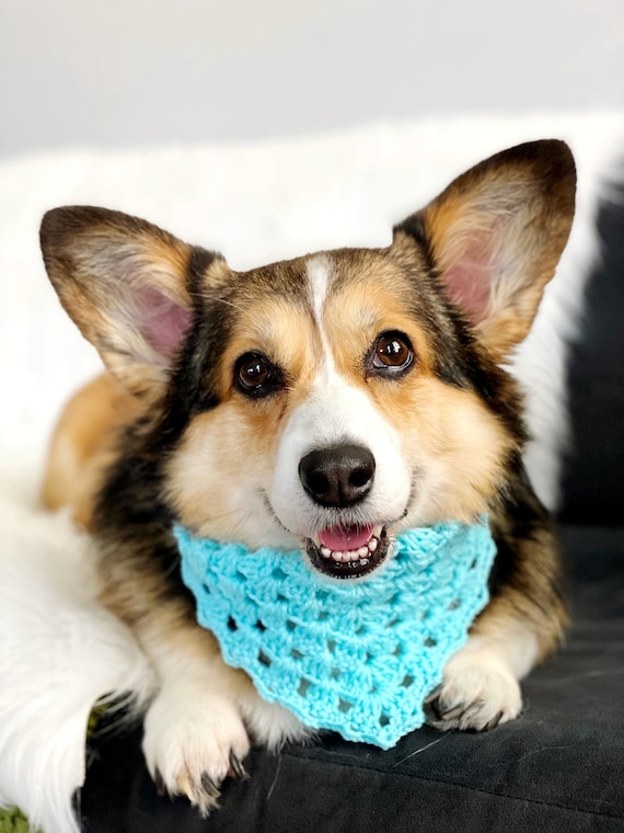 Corgi bandana clearance