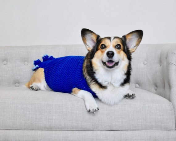 corgi in a sweater