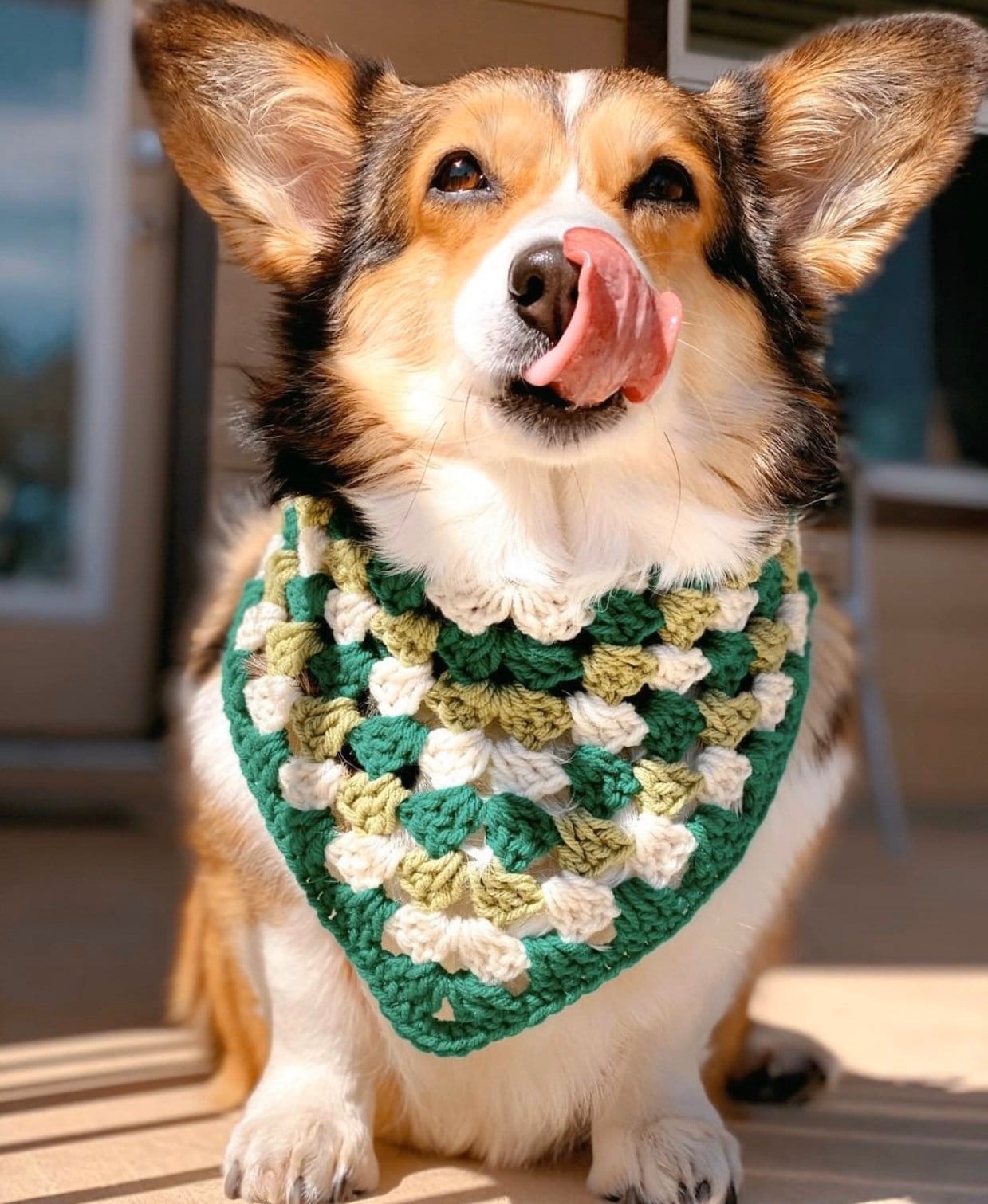 corgi bandana
