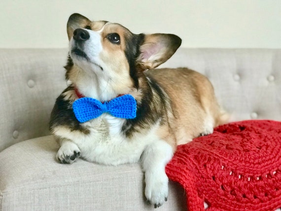 corgi dog collars