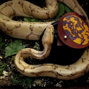 May include: A beige and brown snake coiled on a bed of green moss and leaves. A round, brown leather item with a yellow and purple design is attached to the snake. The snake's head is raised.