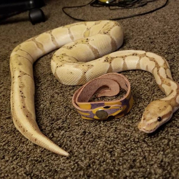 HAKU, pulsera Banana Ball Python, pulsera de serpiente de cuero hecha a mano con corte láser, edición especial para recaudación de fondos