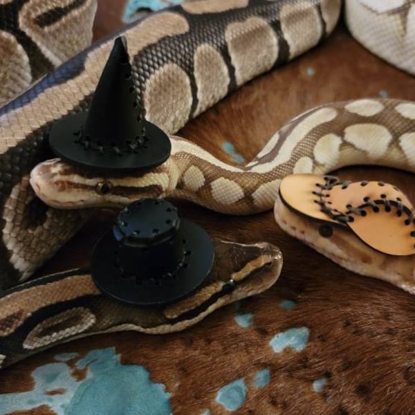 Baseball Cap Top Hat and Witch Hat Accessories for Pets Snakes Reptiles Mice Rats or Dice D20 Accessories