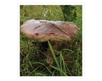 Wild Mushroom Photograph Vinyl Decal | Nature Sticker
