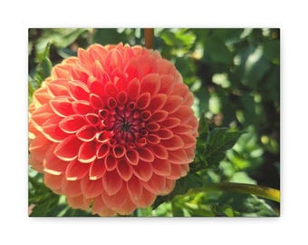 Coral Dahlia Flower Canvas