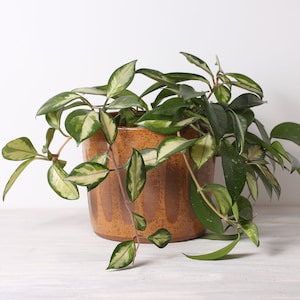 May include: A variegated houseplant with trailing vines in a brown and orange striped ceramic pot.