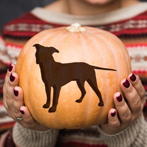 May include: A person is holding a large orange pumpkin with a black silhouette of a dog on the front.
