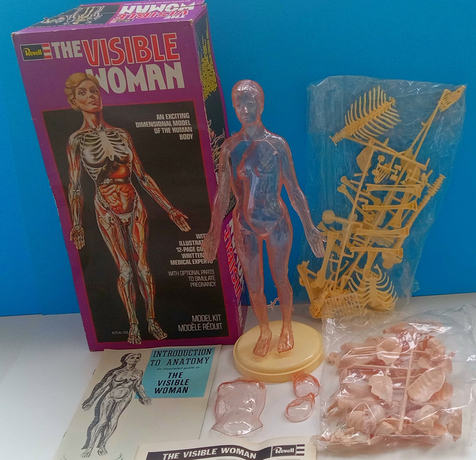 Vintage 1977 the Visible Woman Plastic Anatomy Model Kit H901