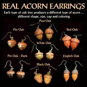 Earrings - Acorns, Nature, Oak Tree, Tree of Life  (Actual Real Acorns)