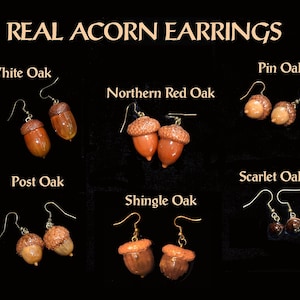 Earrings Acorns, Nature, Oak Tree, Tree of Life Actual Real Acorns image 1