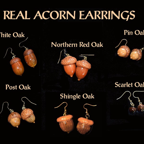 Earrings - Acorns, Nature, Oak Tree, Tree of Life  (Actual Real Acorns)