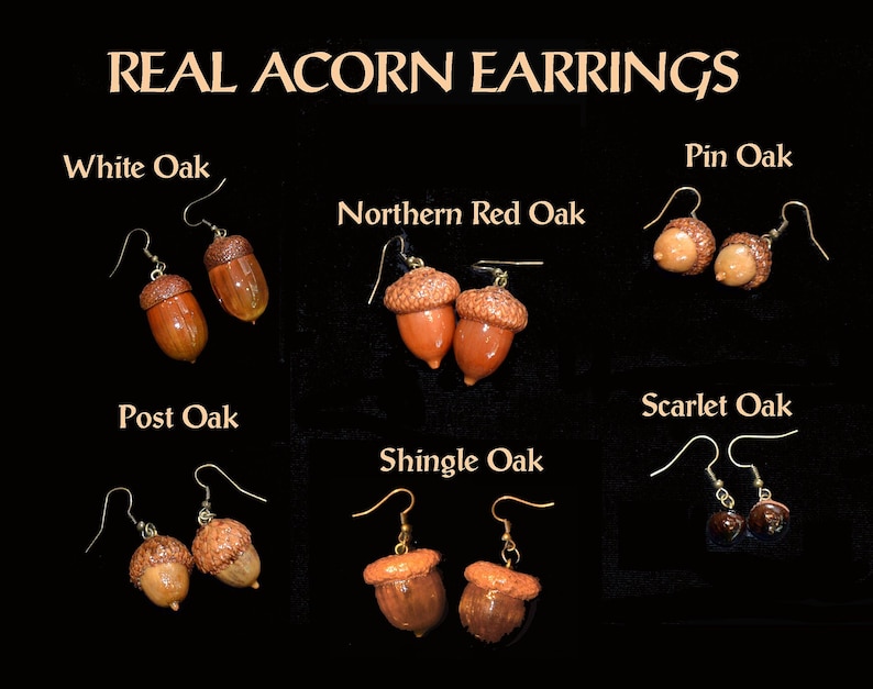 Earrings Acorns, Nature, Oak Tree, Tree of Life Actual Real Acorns image 1