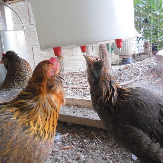 The Smart Chicken Waterer Etsy