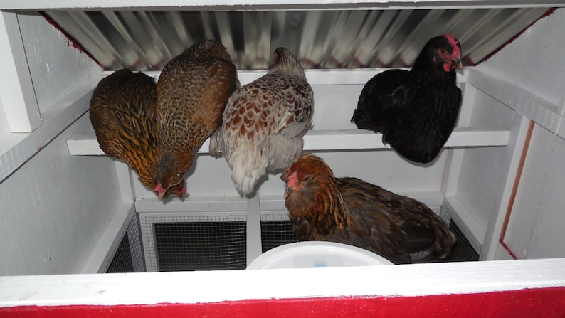 Why You Need Small-Sized Chickens In Your Flock