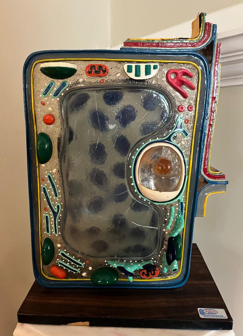 Mid 20th Century Staco Deluxe Plant Cell Model Sculpture - Etsy