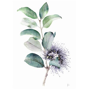 Australian Native Banksia Watercolour Art: Digital Download, Hand-Painted Plant Wall Decor in Green Blue