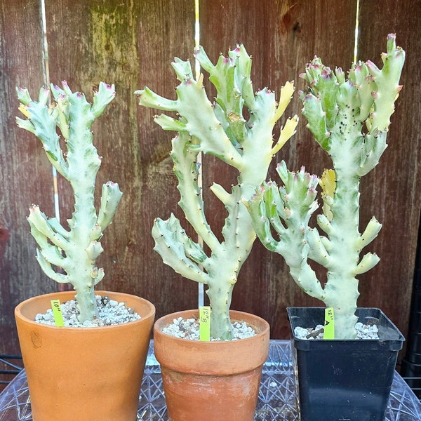 Euphorbia Lactea Ghosty Variegated