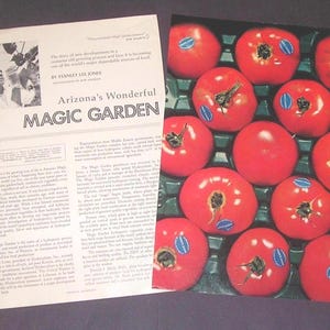 May include: A vintage magazine page with the headline "Arizona's Wonderful Magic Garden" next to a tray of ripe red tomatoes. The tomatoes have blue and white stickers. The magazine features a black and white photo of a man.