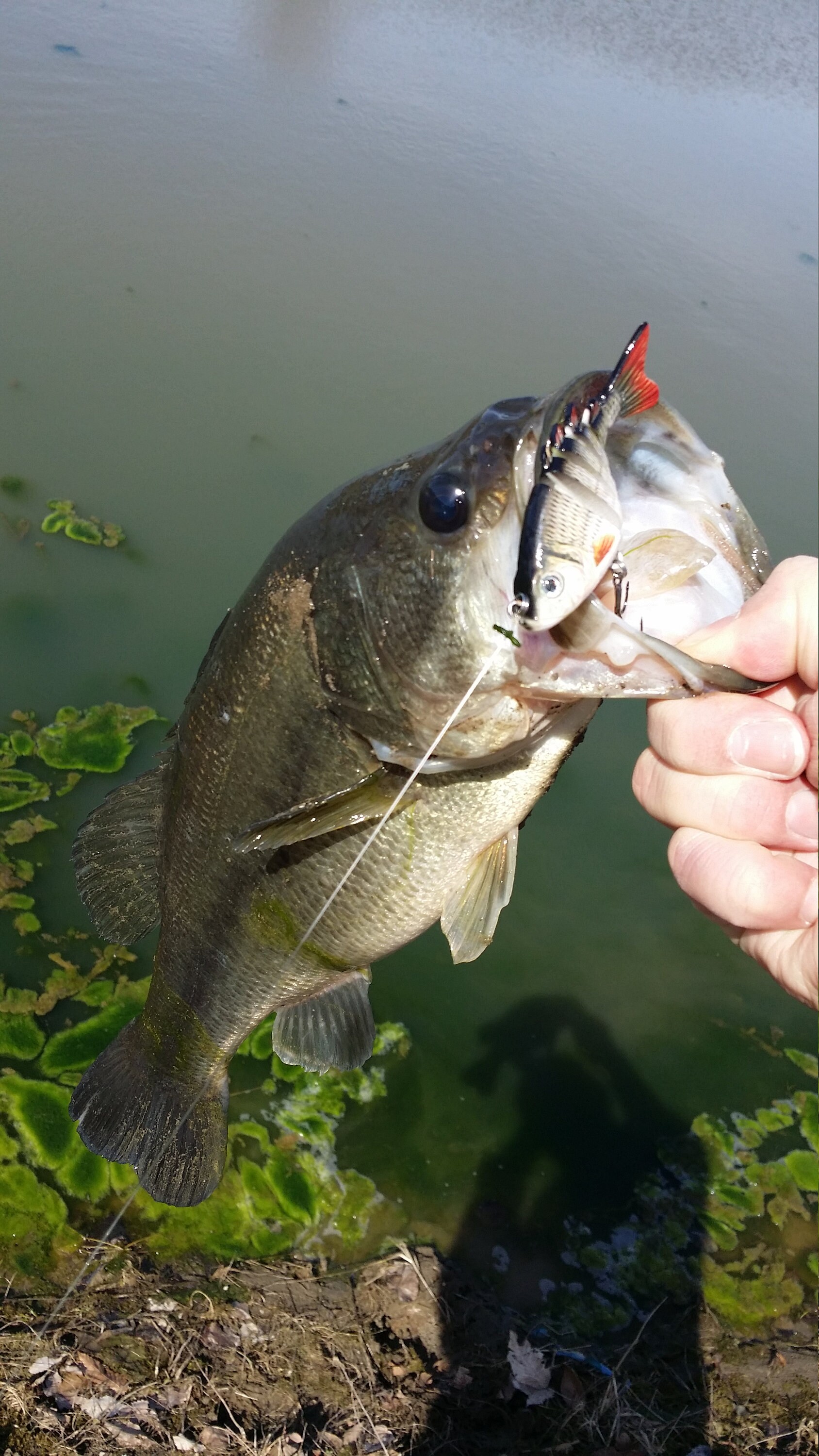 Minnow/shad Swim Bait Fishing Lure Great for Fishing Gift. Bass