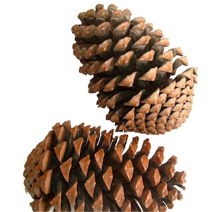May include: Two brown pine cones with a rough, textured surface. The cones are closed and have a spiral pattern.