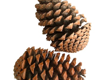 Large Maritime Pine Cones two sizes available 10cm + - perfect for natural Christmas decorations