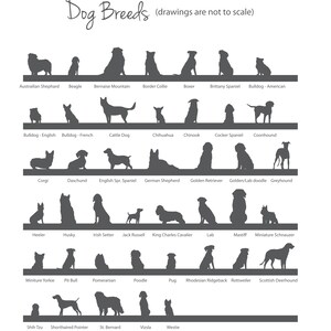 Puede incluir: Impresi&oacute;n en blanco con siluetas de varias razas de perros, como el Pastor Alem&aacute;n, el Caniche y el Bulldog Franc&eacute;s. El texto "Dog Breeds" est&aacute; en la parte superior. Una gu&iacute;a &uacute;til para los amantes de los perros.