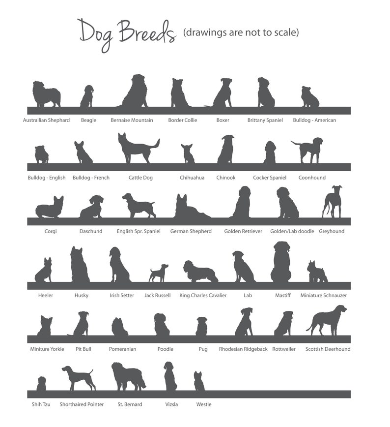 Puede incluir: Impresi&oacute;n en blanco con siluetas de varias razas de perros, como el Pastor Alem&aacute;n, el Caniche y el Bulldog Franc&eacute;s. El texto "Dog Breeds" est&aacute; en la parte superior. Una gu&iacute;a &uacute;til para los amantes de los perros.