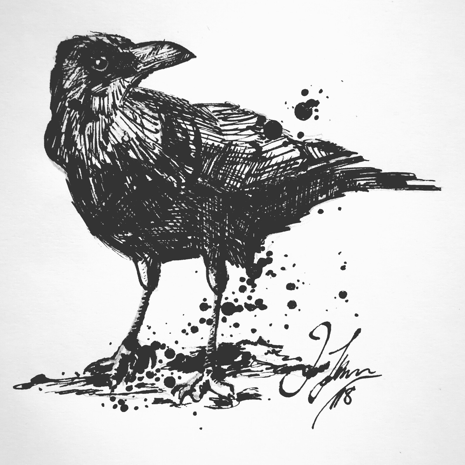 Crow print crow ink drawing crow art black and white art Etsy