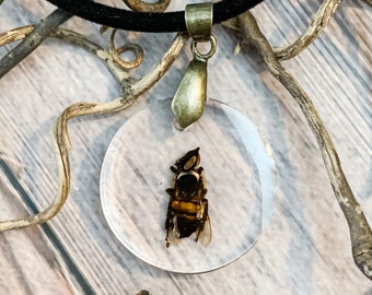 Real Bee Necklace real insect jewelry taxidermy jewelry specimen jewelry real insect necklace bee jewelry real bee necklace