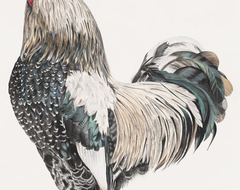 SIGNOR GALLO Limited Edition Print, Watercolour Print