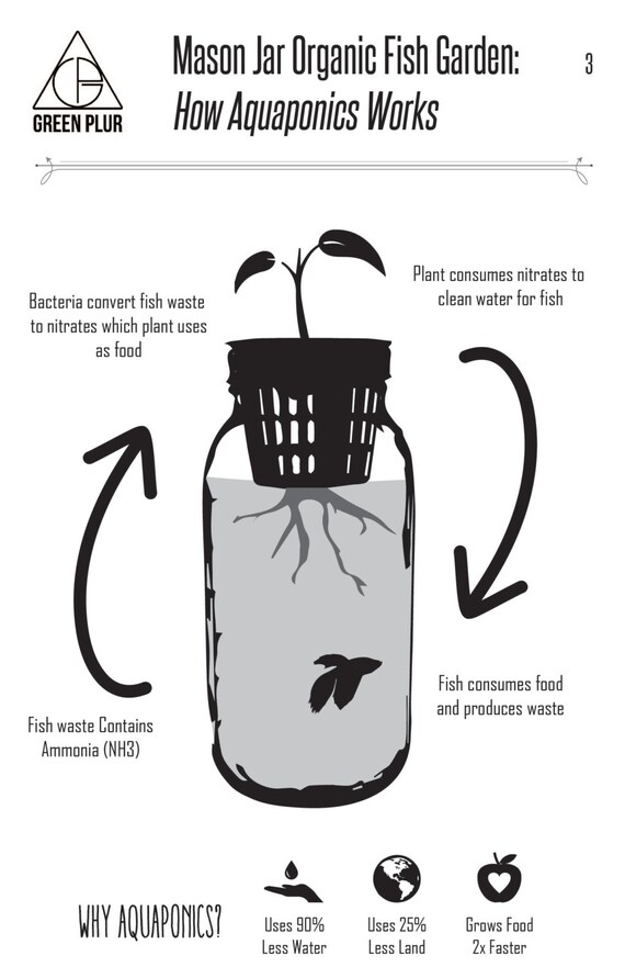 Mason Jar Aquaponics Classroom Kit 12 Free Mason Jar Aquaponics Classroom Kit 12 Free