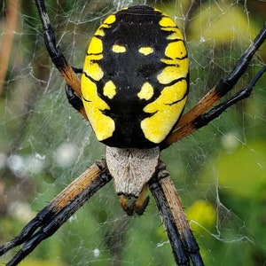 Adult Garden Spider Digital File
