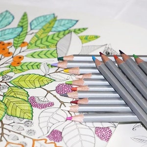May include: A collection of Raffine Color pencils in various colors, resting on a partially colored botanical illustration. The illustration features detailed leaves, berries, and acorns, with some areas colored in green, orange, and pink.