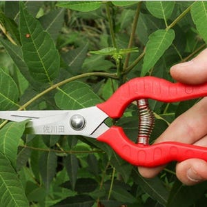 May include: Red and silver pruning shears cutting green leaves. The shears have a spring mechanism and are held in a hand. The blades are silver, and the handles are red. The shears are being used to trim a leafy plant.
