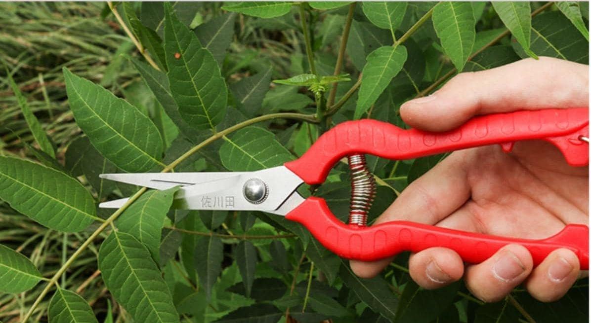 Come Affilare Le Forbici Da Bonsai | Mondo Bonsai - Foto 12