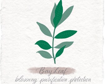Bay Leaf Botanical Art Print, Handmade Paper, Grimoire Decor