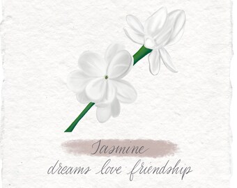 Jasmine Botanical Illustration Art Print on Handmade Paper