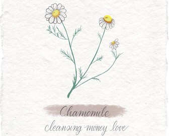 Chamomile Botanical Print, Witchy Art on Handmade Paper