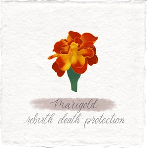 Witchy Art Print Marigold Botanical Illustration Handmade For Anyone Witch Grimoire Digital Print Rebirth Death Protection Digital Art Print