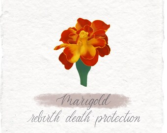 Marigold Botanical Art Print, Witch Grimoire Handmade Paper