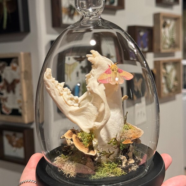 Présentoir de cloche en verre loutre de rivière rose, teigne de l'érable, Dryocampa rubicunda loutre mâle, taxidermie, crâne et champignons bizarreries Art déco