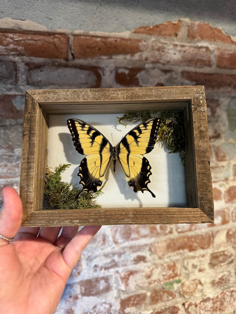 Eastern Tiger Swallowtail Shadow Box Framed Papilio Glaucus Butterfly ...