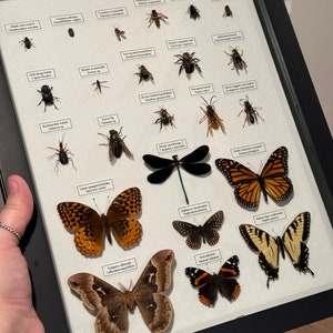 Midwest Insect Collection Labeled Assorted Butterflies Beetles Flies ...