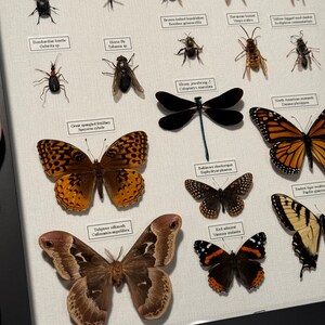 Midwest Insect Collection Labeled Assorted Butterflies Beetles Flies ...