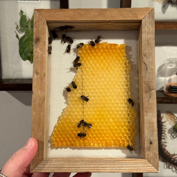 Honeycomb with Bees Shadow Box Frame Worker Bees Insect Bee Specimen Display Oddity Taxidermy Decor