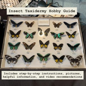 Einsteigerfreundliche Insekten-Taxidermie-Broschüre + Nähanleitung, Geschrieben von Macy Powell 2024 | Insekten Streu Ratgeber