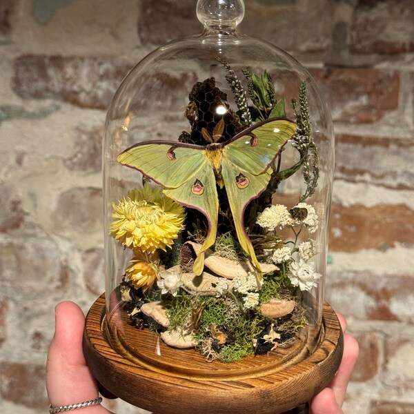 Présentoir de cloches Luna Moth mâle Actias luna avec abeilles champignons nid d'abeille fleurs séchées insecte taxidermie Art bizarrerie déco