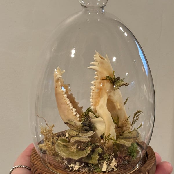Présentoir cloche à opossum à dents d'accroc avec champignons Mousse Lichen | Opossum américain unique, crâne d'animal, art animalier, taxidermie d'insectes, décor bizarre
