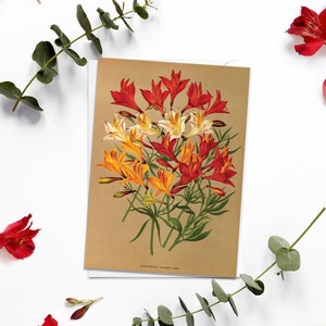 Lirios Antigua Tarjeta de Felicitación Botánica cumpleaños Arte Floral con Sobre Alstroemeria Chilensis Flores Vintage Victoriana Hermosa - A76