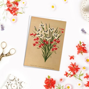 Tiger Iris & Freesia Antique Botanical Greeting Card Birthday Floral Art with Envelope Valentines Flowers Vintage Victorian Beautiful - A23